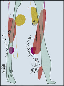 CE  CL - FACE bas    2014