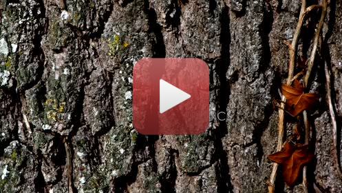 TRONCSréalisation Claude Jeanmartmusique : Hélène Sage03 - 2020FILMS DES CONFINSPendant la période de confinement (virus Covid -19 ), impossible de continuer les APSARAS et le dessin en aveugle.Envie d’utiliser toutes les ressources autour de moi, dans la maison, dans le jardin, dans les environs immédiats autorisés, en utilisant la vidéo, à défaut d’autres possibilités. Ce seront donc 20  films de 6 minutes avec des musiques composées spécialement, réalisés entre décembre 2019 et juillet 2020. Un seul thème à la fois traité » picturalement » : pas de scénario écrit, pas de croquis, mais l’œil aux aguets, prises de vues au fur et à mesure de l’émergence des idées, montage direct, et retour fréquent à de nouvelles prises de vue. Multiples versions pour parvenir au résultat final, transmis aux musiciens, qui ont travaillé de la même façon. Sur le site impossible de présenter la totalité des films ni chacun dans son entière durée. Ce sont donc à chaque fois, des réductions à 3 minutes environ.A plusieurs reprises je me suis heurté aux limites de la puissance de mes ordinateurs, j’ai donc renoncé à certains effets pour en inventer d’autres.Ce travail a été très enrichissant, et assez euphorisant.