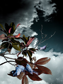 CAGE ET OISEAU 4.jpg