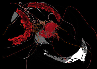 GEANTE APSARA n° 16    SEXE