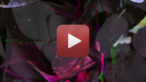 BOUQUETVersion 3 mn sur 6Métaphore de la vie, de l'éclosion à la splendeur des fleurs.Puis elles se fanent , et à la fin il ne reste que le col du vase.Musique : Dominique Regef, Raphaël Libertin Blanc, Hélène Sage08 - 2021Il y a beaucoup de poésie dans ces images et bien des choses y sont évoquées. J'y vois une allégorie de la vie, du temps qui passe, de la présence, de l'absence. L'alternance entre fleurs redessinées et fleurs naturelles m'évoque la main, l'intervention humaine tantôt possible, tantôt impossible ou possible mais inutile ou malvenue.De la fraicheur rosée des pétales d'hortensia on passe à des teintes plus denses, plus lourdes, plus chaleureuses aussi. La maturité, quoi...! Le lieu où l'on voudrait bien rester.Ensuite la fragilité tachetée, délicate de ces pétales, légèrement asséchées. Fin de l'été, presque l'automne. Sensibilité un peu douloureuse d'une beauté qu'on pourrait presque ne pas remarquer mais qui pourtant est une consécration.Le vase tout à coup, avec sa corolle fleur, sur ce fond gris, c'est le temps de l'absence. Quelque chose est magnifié pourtant. Ce n'est donc peut être pas une absence mais une densité jusqu'à la matière dure, lisse. La volupté délicate et fragile des fleurs semblables à du papier soie s'est transformée en transparence et lumière en se minéralisant.Hélène Rivière.  2021