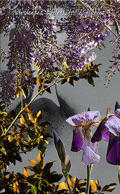 PRINTEMPS PAGE-10.jpg