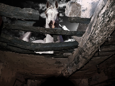 KAFKA,  GRAND CHEVAL  4