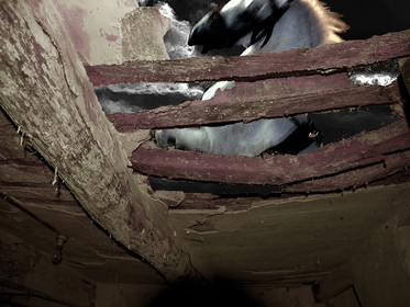 KAFKA,  GRAND CHEVAL  2